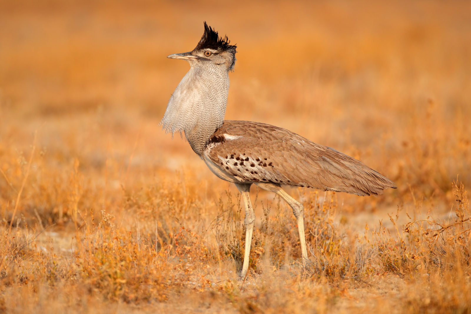 The Kori Bustard is the largest flying bird native to Africa