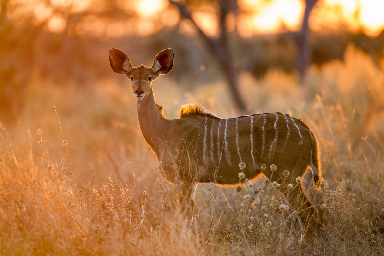 Kudu female in morning light in Chobe