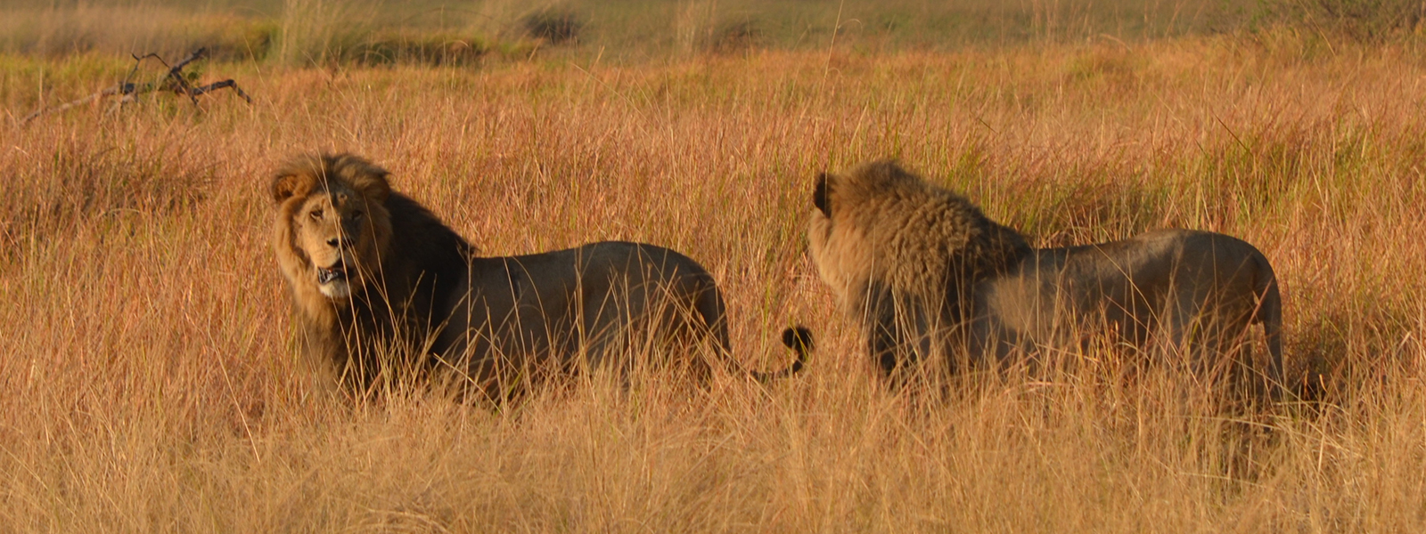 Prowling male lions as seen on safari at Kwando - Kwara
