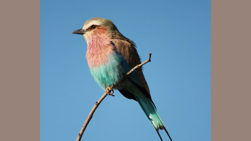 Lilac breasted roller is a classic bird of Botswana