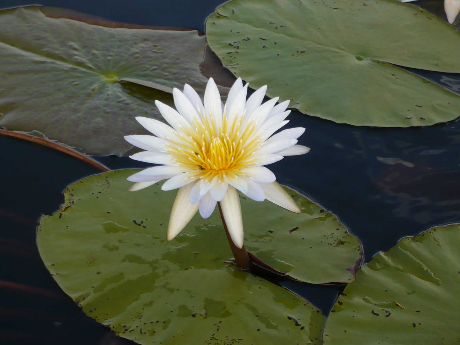 Waterlilies enhance the nature experience of visitors to the Delta