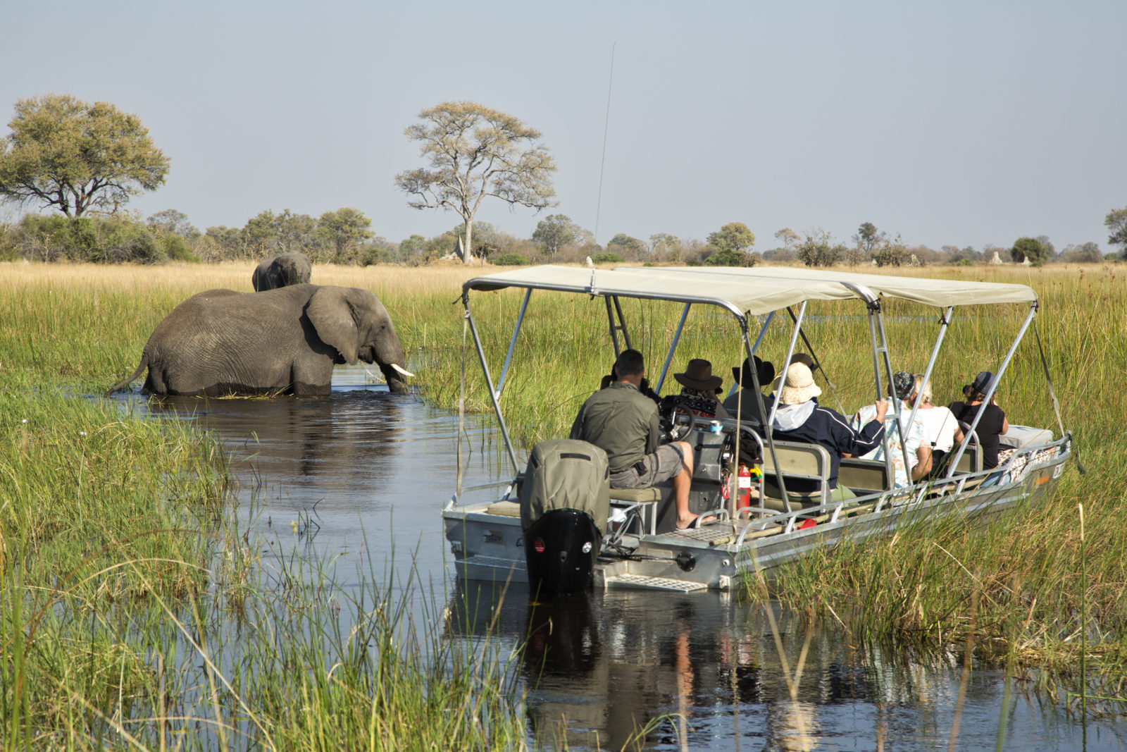 Elephant encounter in the Okavango Delta