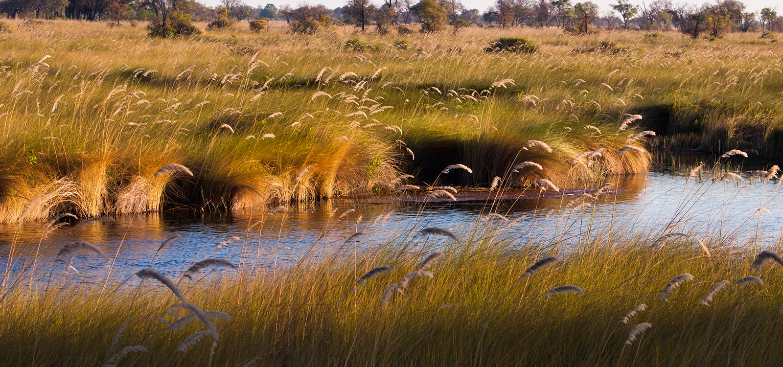 Reeds line the waterways and are part of the formation of the Okavango Delta