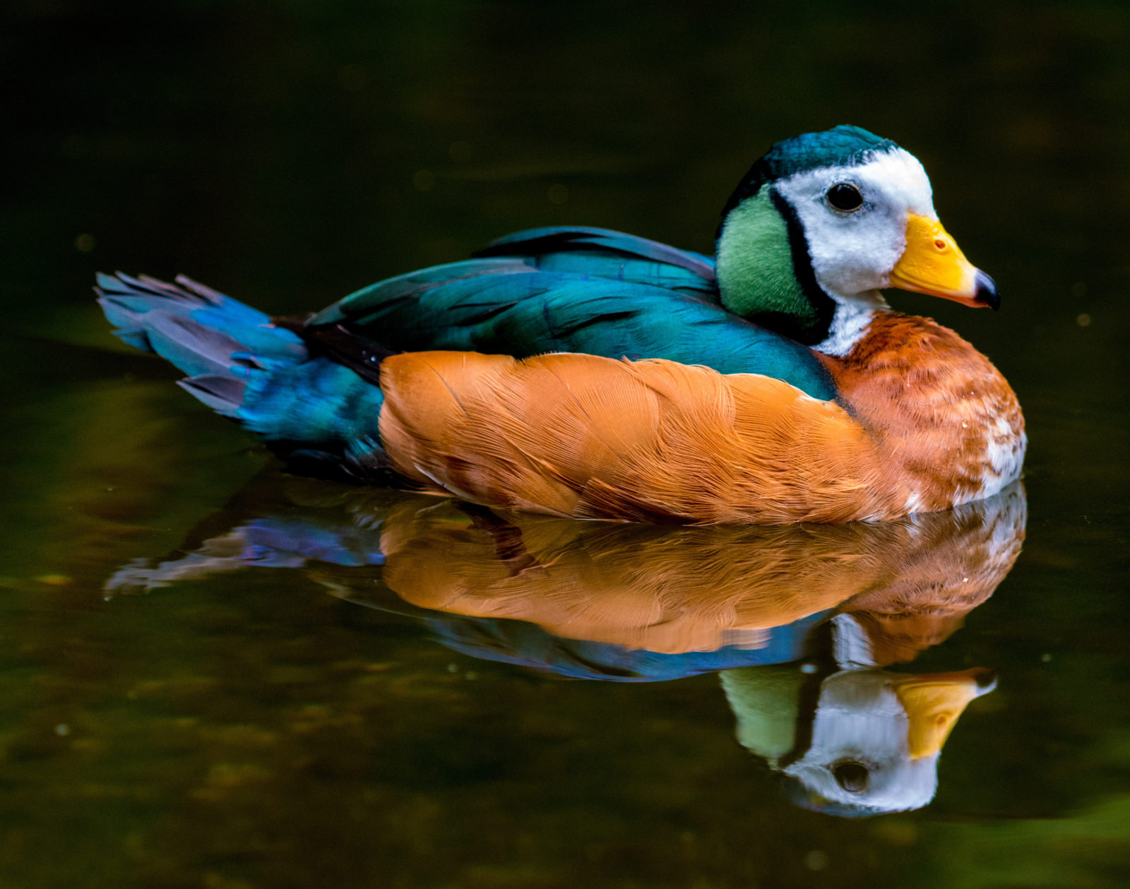 African pygmy goose in the Okavango Delta