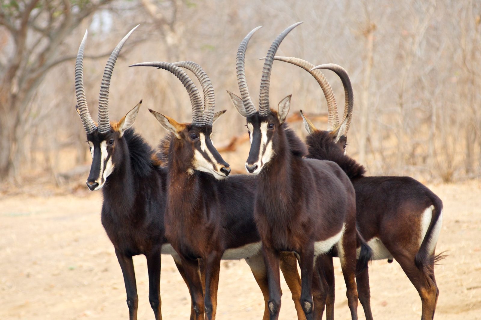 Rare Sable antelope as seen in Chobe National Park