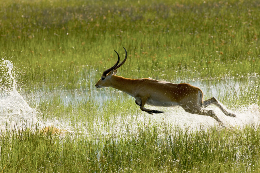 Red Lechwe leaping through the okavango delta waters