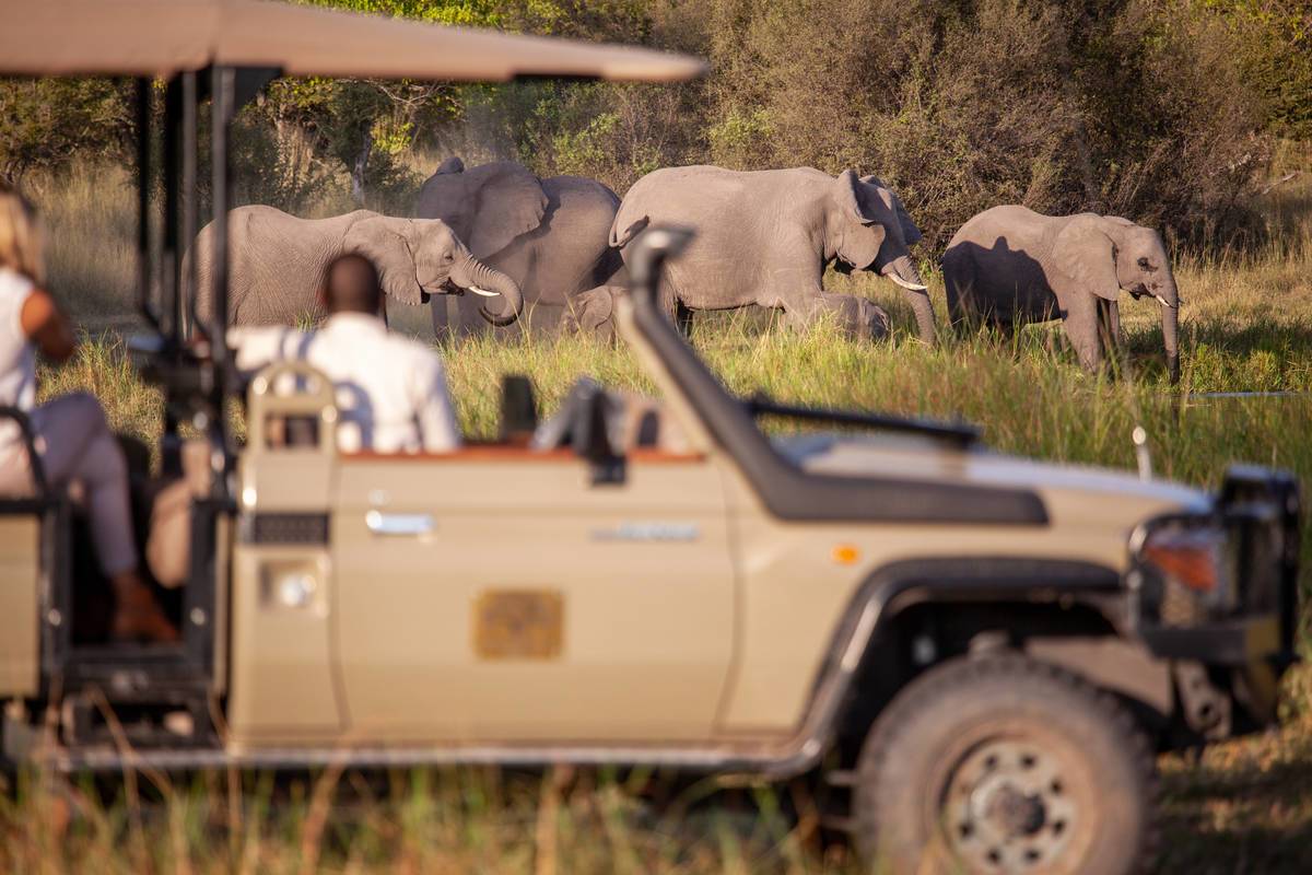 Safari drive experience from Machaba camp