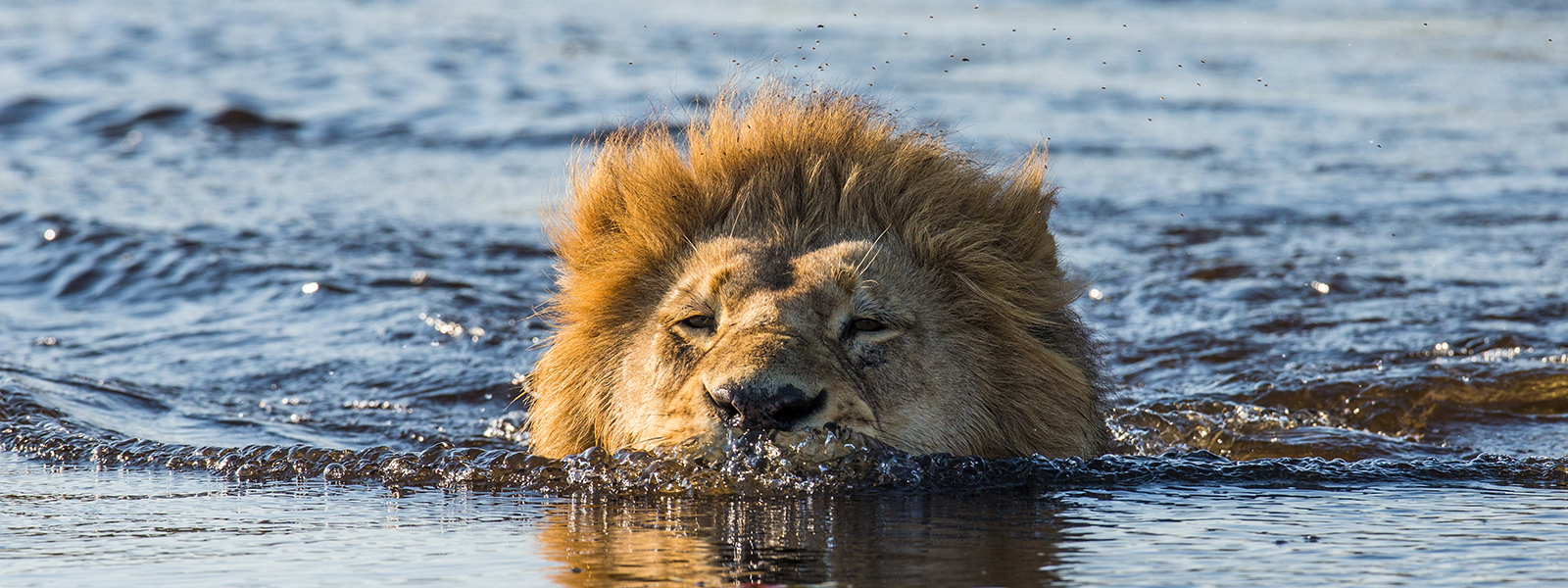 Okavango Delta Explorations_Lion
