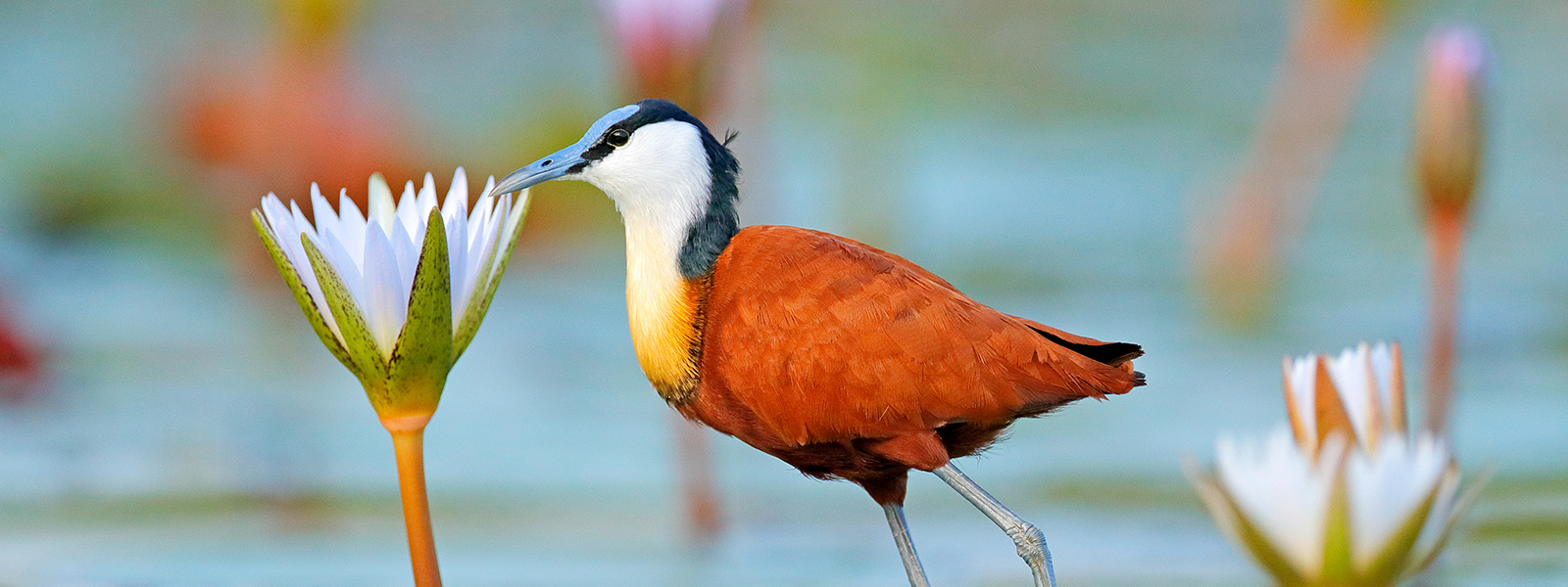 The African Jacana is an iconic bird of the Okavango Delta
