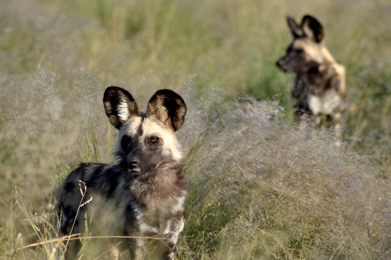 June is the best month to visit the Okavango Delta to see wild dog
