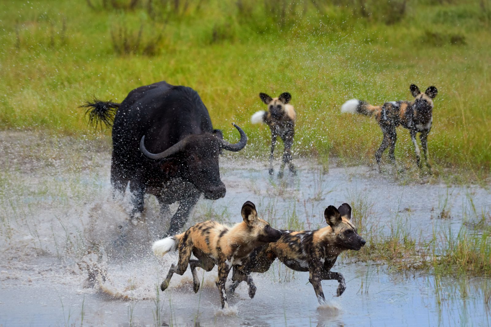 December brings lots of dramatic hunting scenes in the Okavango Delta