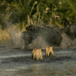 Duba is famous for buffalo and lion confrontations in the Okavango Delta