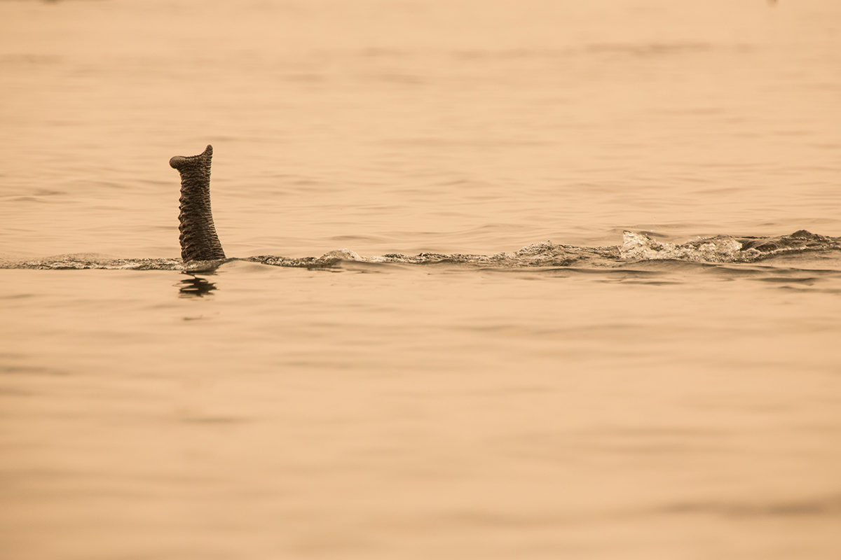 Elephant swimming across the Chobe river on a Botswana photographic safari