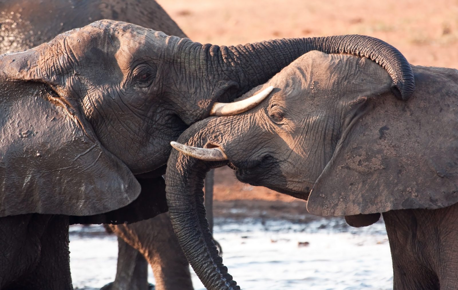October sees huge numbers of elephants arriving at the water sources in the Okavango Delta
