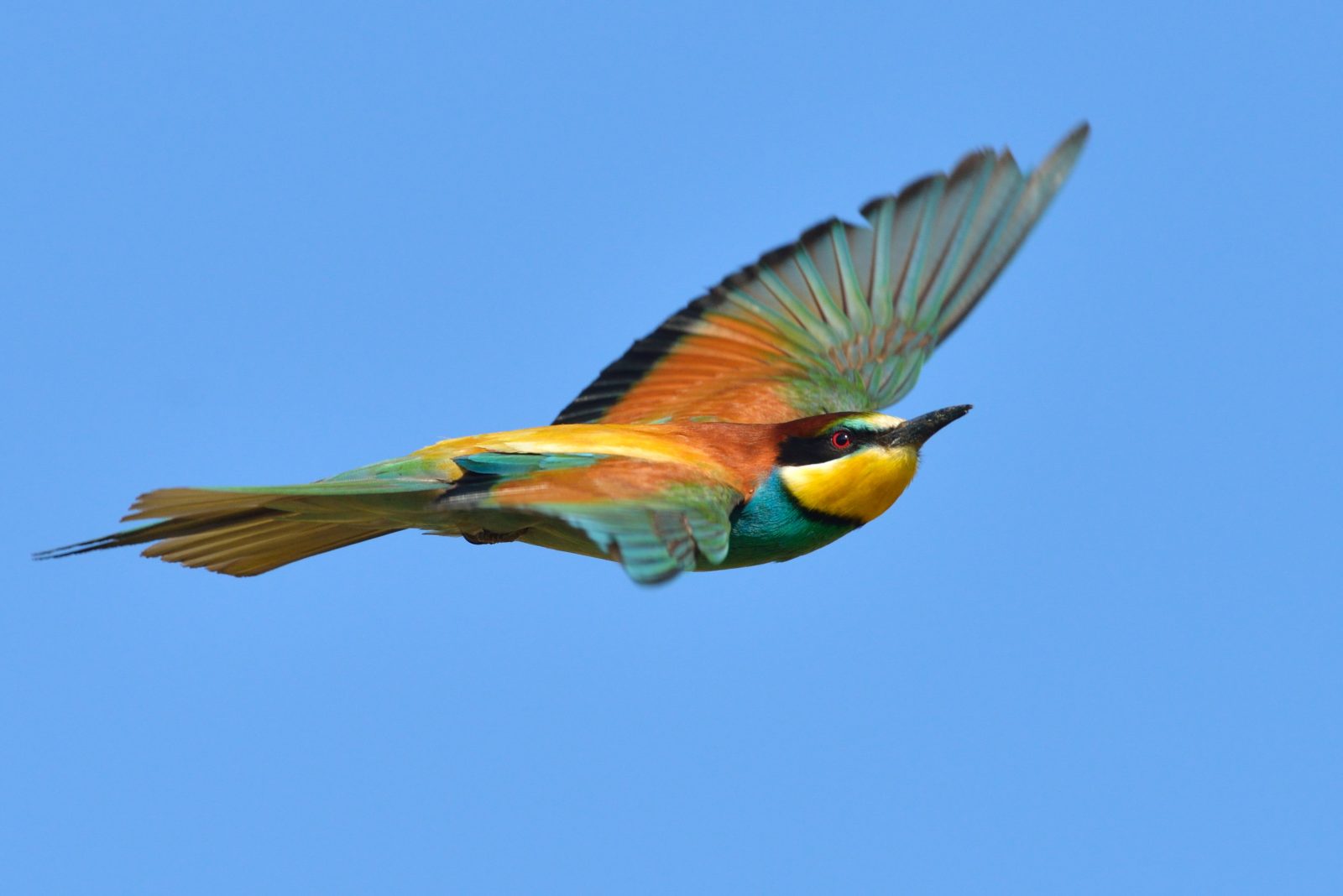 February is one of the best times to visit the Okavango delta for birding