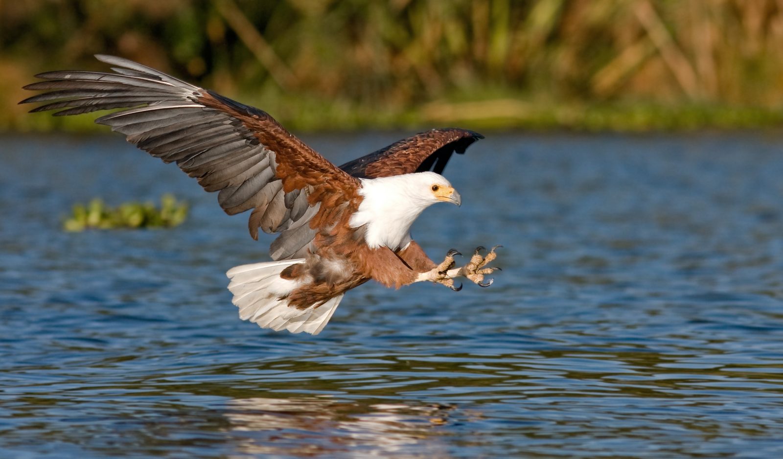 Fish eagle captured on a Botswana photographic safari in Chobe