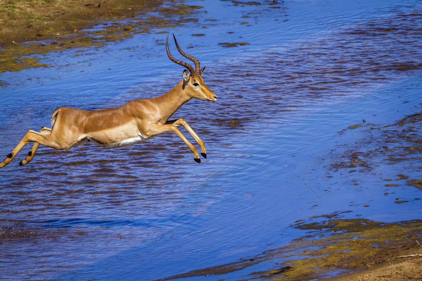 Impala jumping in the Okavango Delta during rutting season