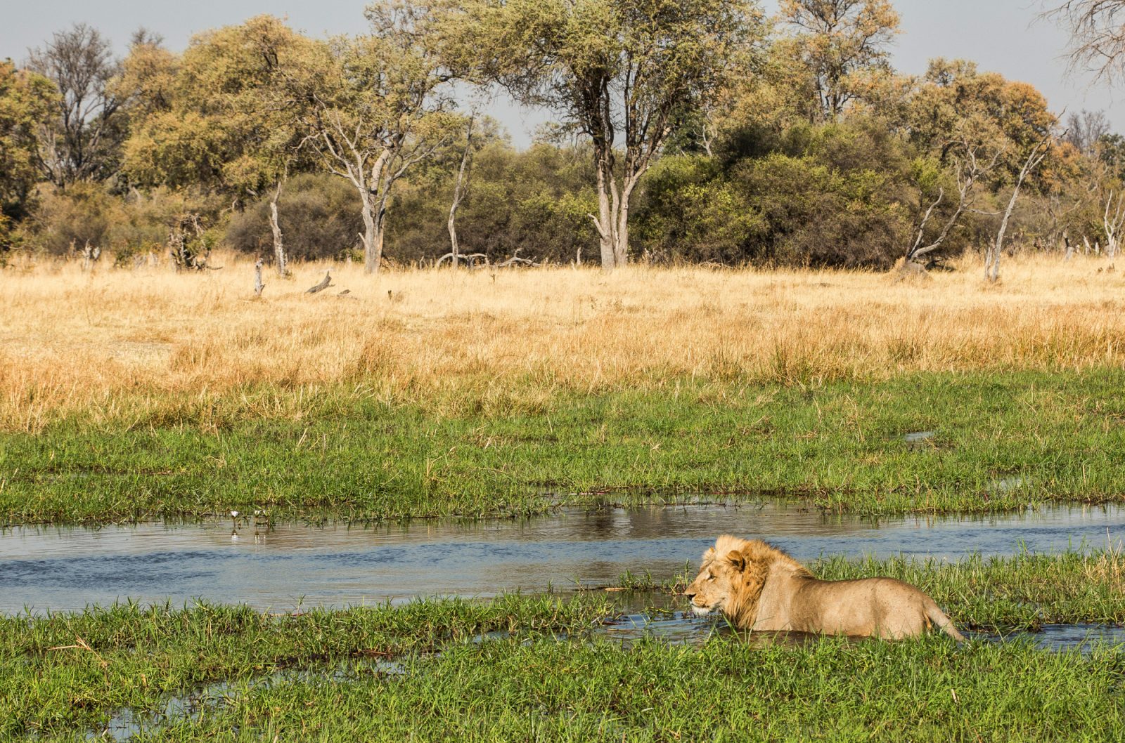 Lion wading through the Okavango waters at Machaba Camps