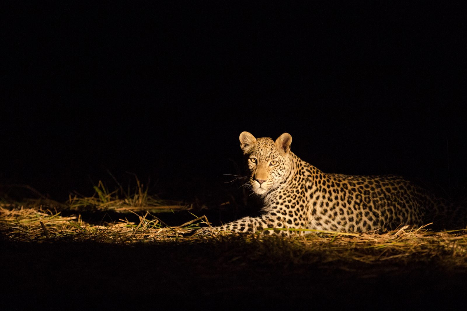 Leopard seen on a night drive at Machaba camp on Botswana photographic safari