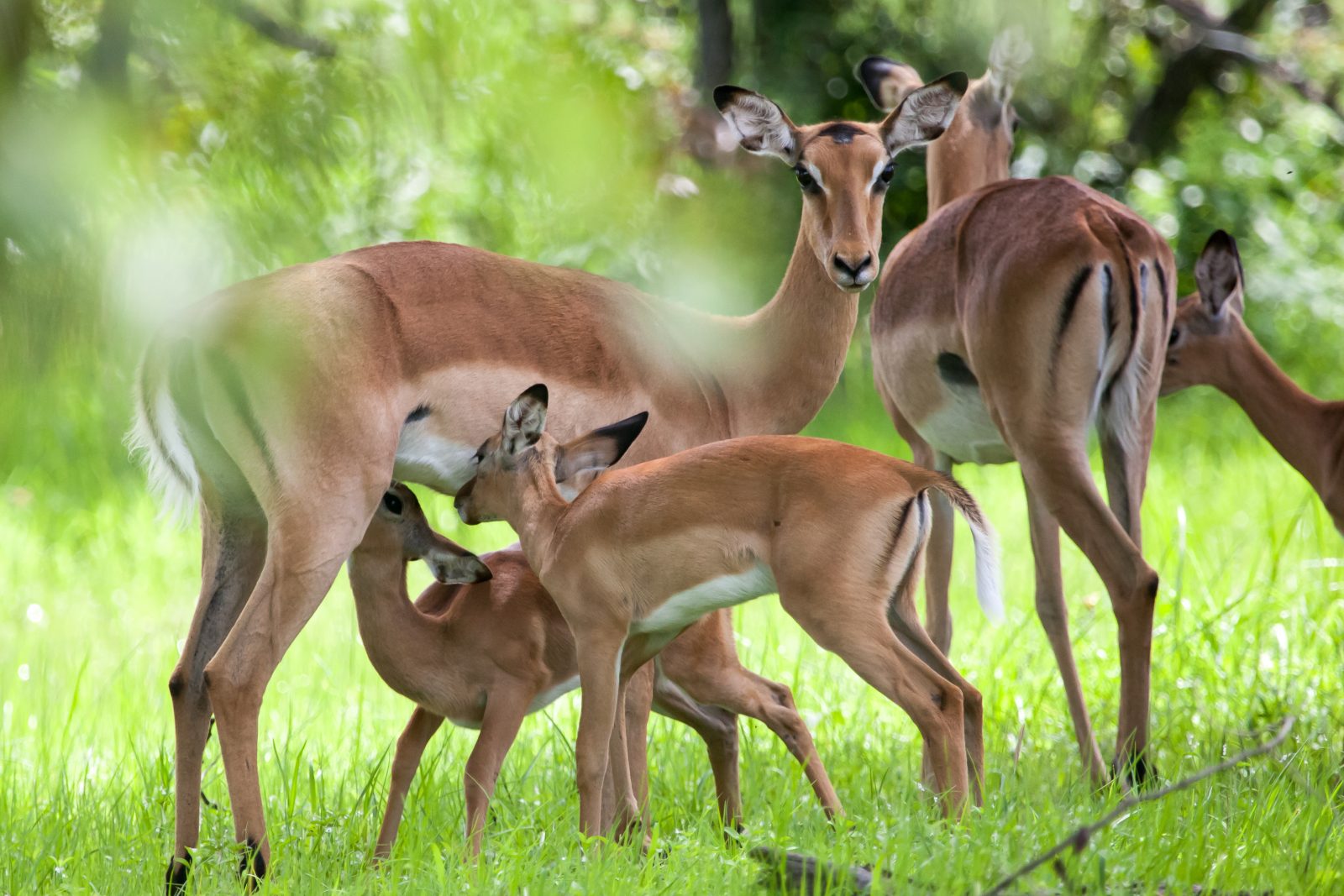 November is calving season in the Okavango Delta