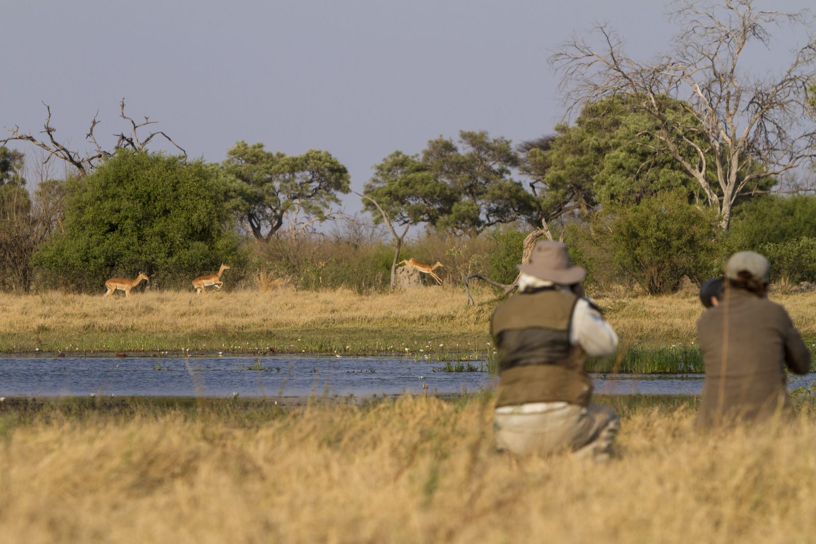 Photographic safari in BOtswana