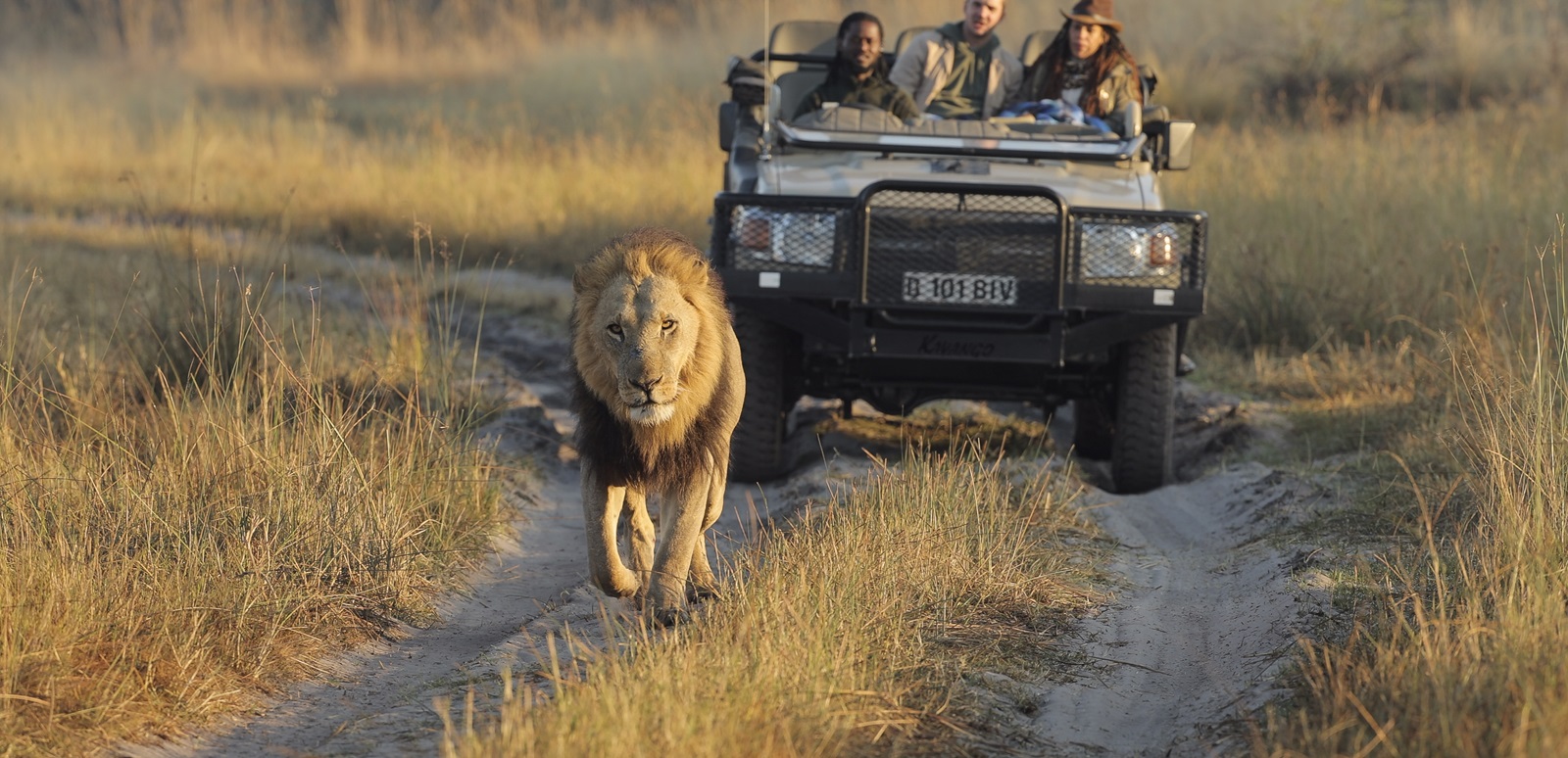 Lion on game drive in the Shinde concession