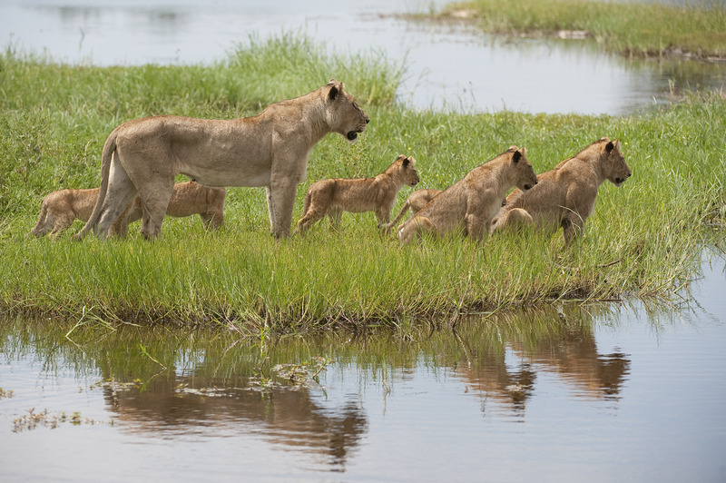 Lions prepare to cross the Okavango flood waters
