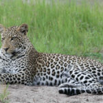 Leopard seen on a game drive in the mababe region
