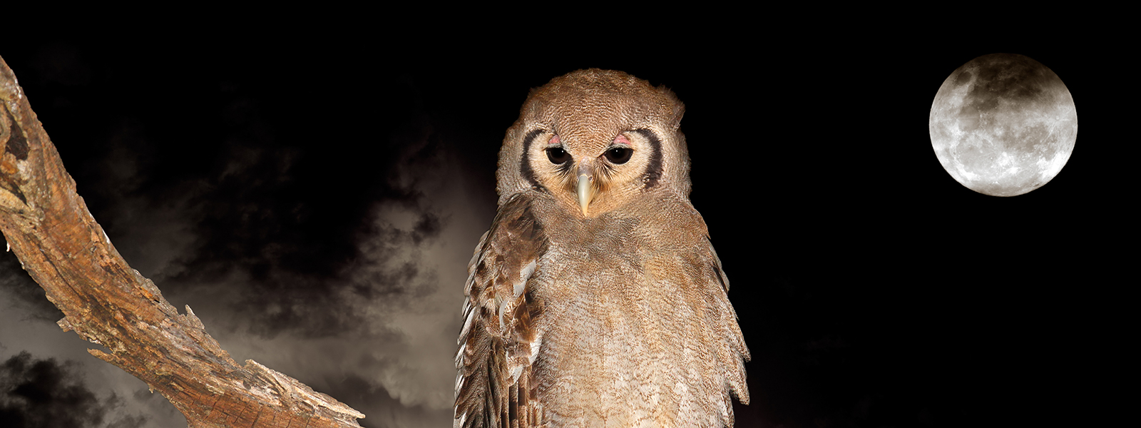 the Giant Eagle Owl or Verraux Eagle Owl_Tyto capensis_Botswana