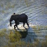 Elephant crosses the floodplains near Kala Camp in the northern Okavango.