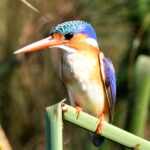 Birding opportunities are excellent at Kala Camp.