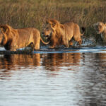 Lions wading through the waters around North Island Okavango camp