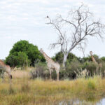 The plains are alive with wildlife around north island Okavango