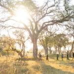 Safari group walking through trees in morning light at Four Rivers Camp.