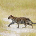 Leopard are frequently seen in the area around Duke's East Camp