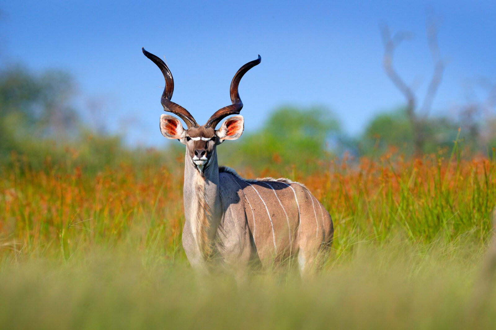 Kudu in the Moremi Okavango Delta
