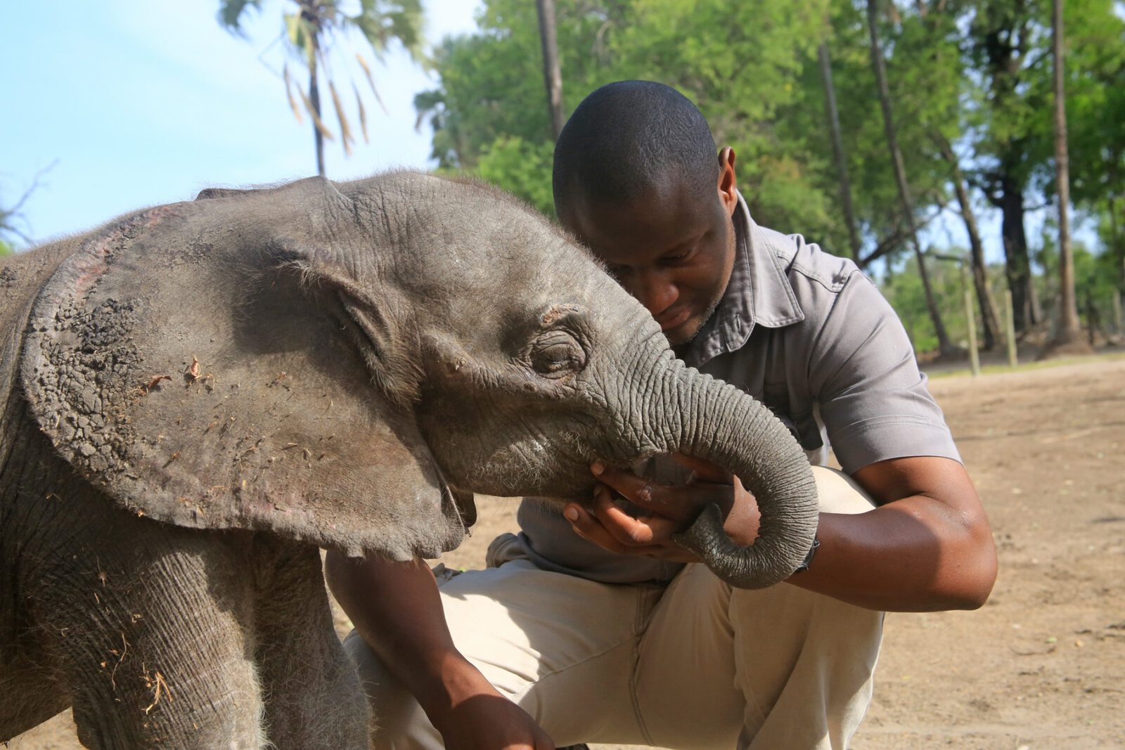 Orphaned elephant with carer at Elephant Havens