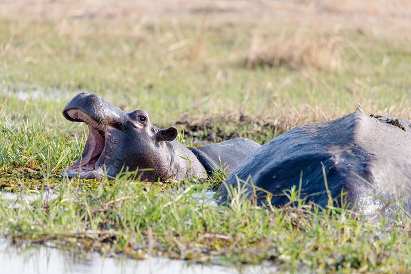 Witness hippos on the Caracal safari