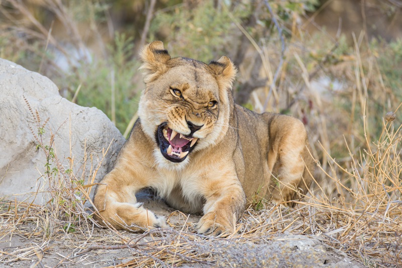 Experience fantastic wildlife on the Caracal safari