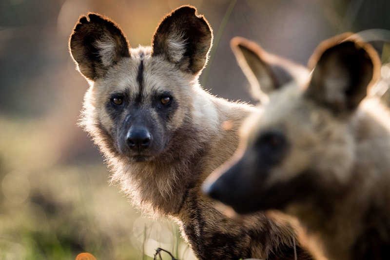 Wild Dogs on Bushways safari