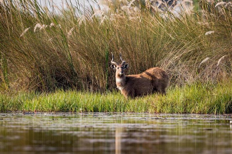 Sitatunga amongst the reeds on Caracal safari