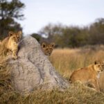 Amazing wildlife sightings with Roger Dugmore Safaris