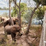 Elephants in front of a guest room at Victoria Falls River Lodge.