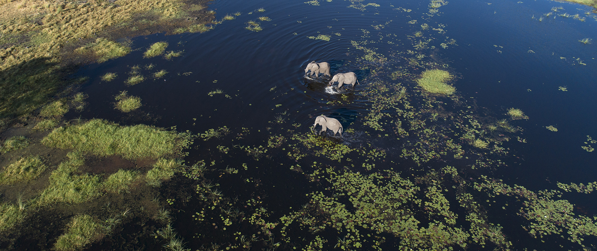 Aerial of Elephant at Maxa Okavango
