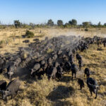 Green season in particular sees fantastic elephant and buffalo movements in this region