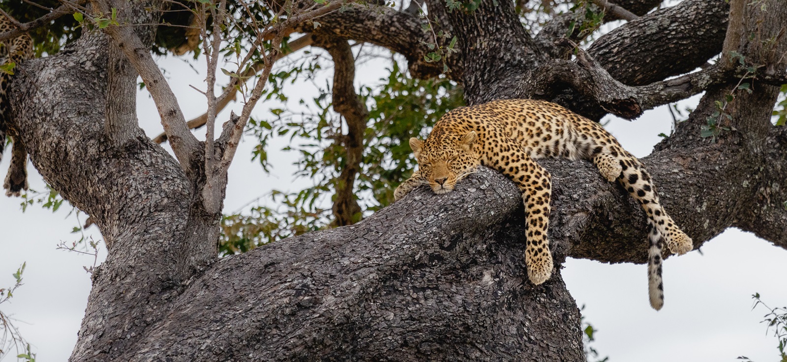 Fantastic wildlife viewing in north-western Okavango Delta