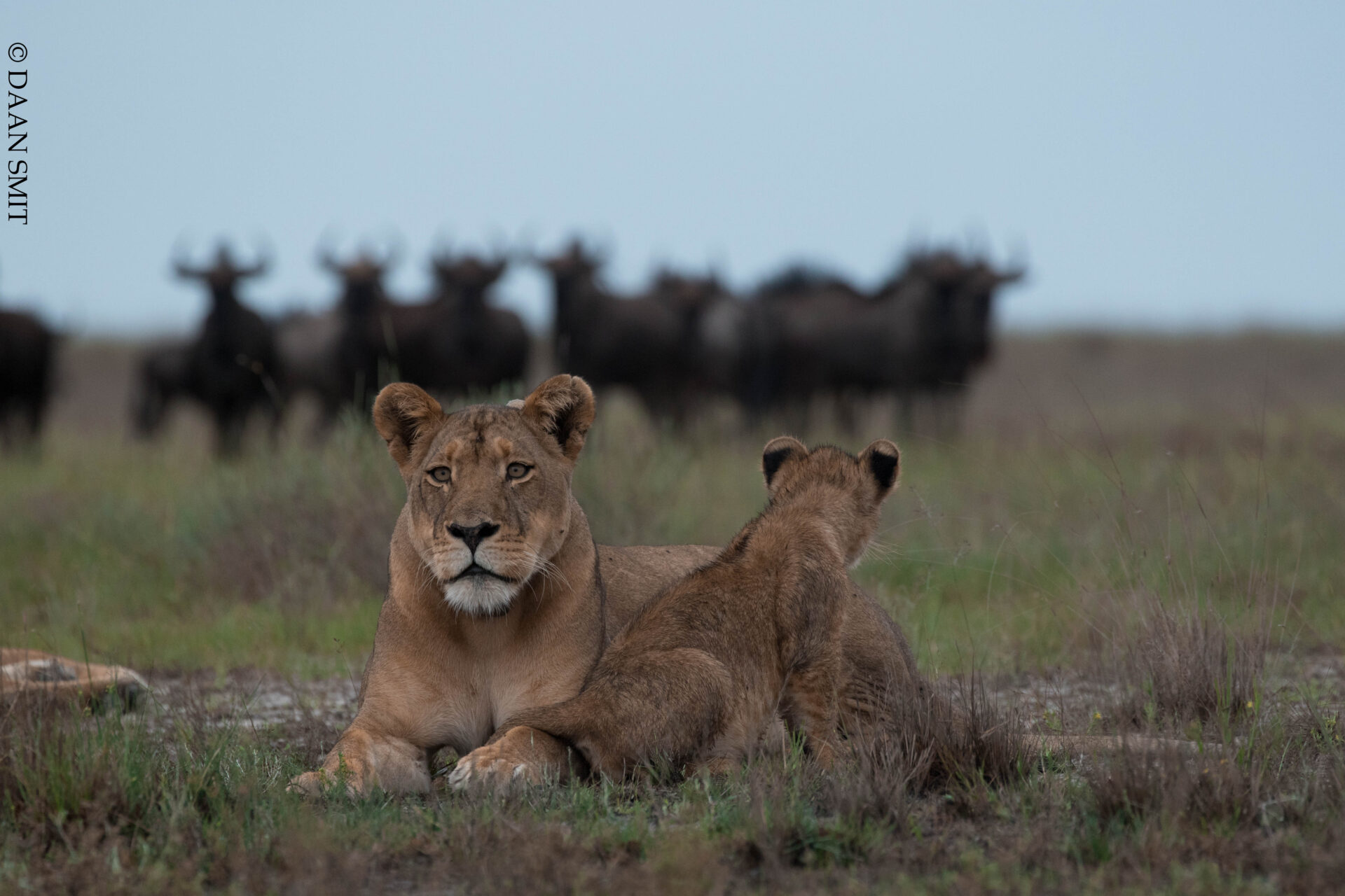 Lion stalk the migrating wildebeets in Liuwa National Park,