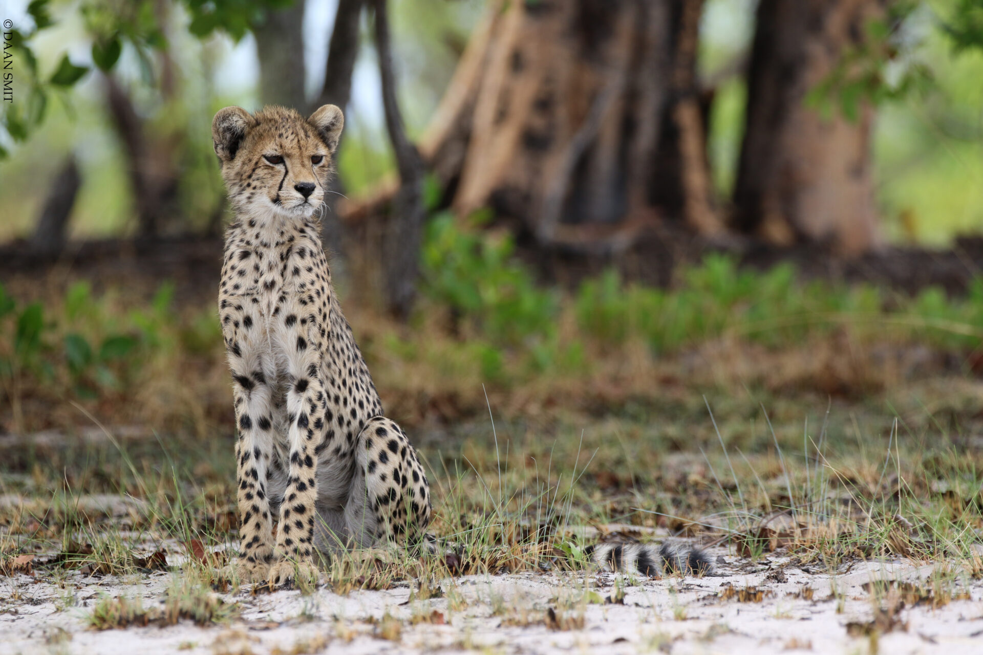 The vast plains of Liuwa are perfect territory for Cheetah frequently seen on drives with King Lewanika Lodge