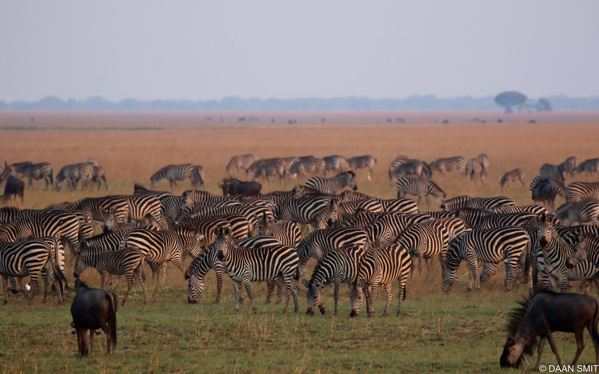 Huge Zebra herds can be seen on safari at King lewanika in the Liuwa plain