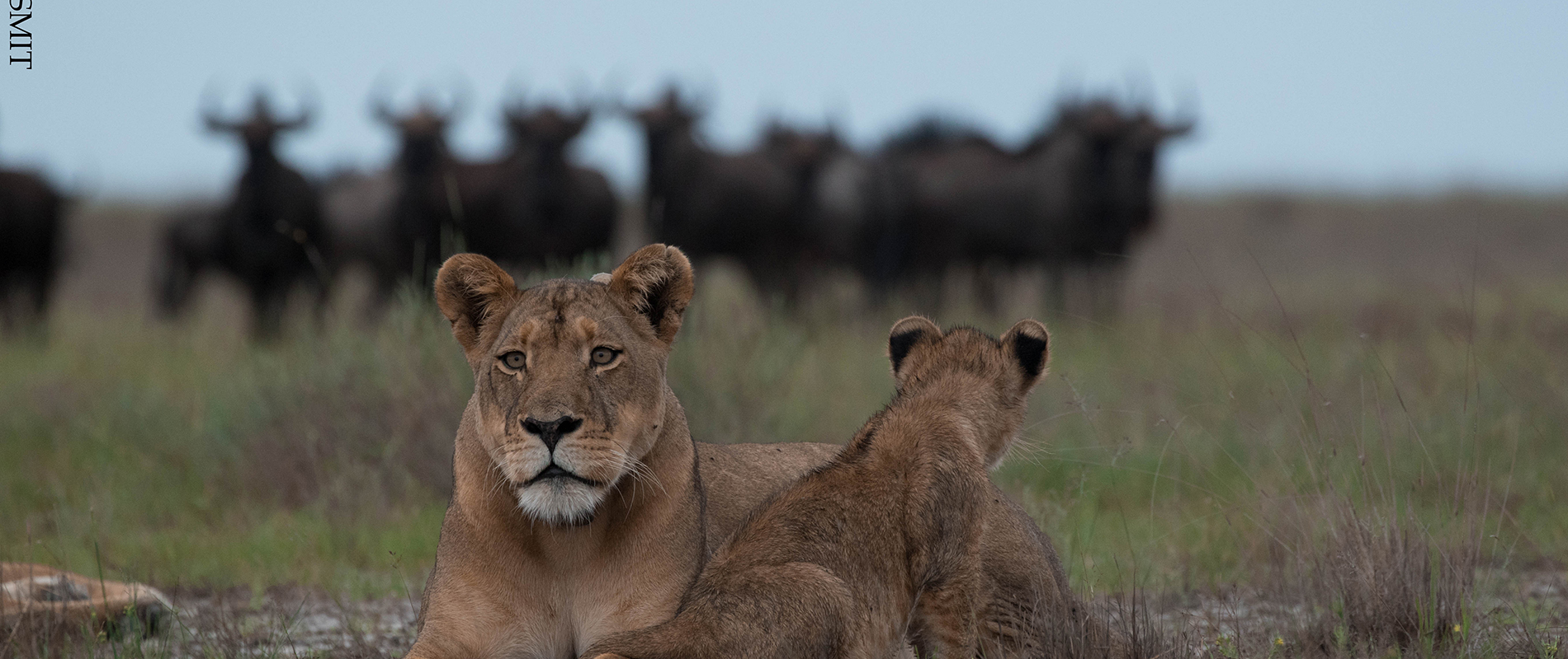 Lion and wildebeest in Liuwa Plain from King Lewanika